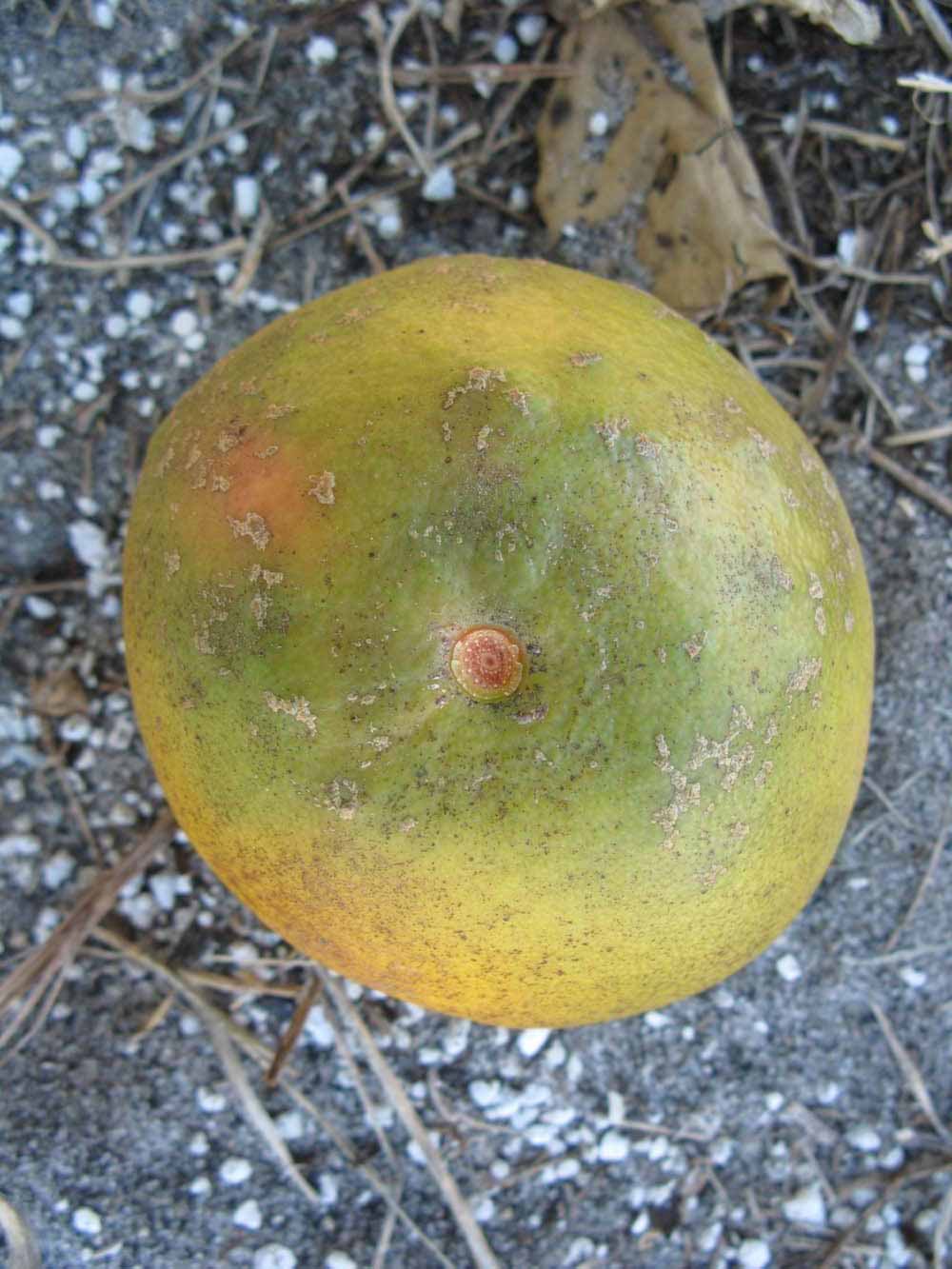            Fruit (Winter Haven, FL)   